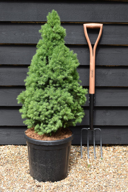 Picea glauca 'Sander's Blue' | Alberta spruce - Height 75-80cm - Width 40cm - 18lt