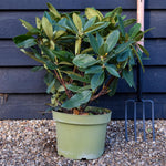 Rhododendron 'Gomer Waterer' - Shrub - Height 50-60cm - 10lt
