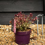 Hebe 'Wild Romance' - Height 10-20cm - 2lt