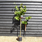 Magnolia Zofia - Height 130-160cm - 12lt