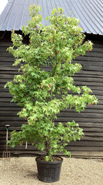 Liquidambar styraciflua | Sweet Gum Tree - 350-370cm, 55lt
