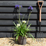 Agapanthus - Mixed White Blue Purple - Height 50-60cm - 5lt