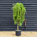 Larix decidua 'Puli' | Weeping European Larch - Clear Stem - 120-140cm - 35lt