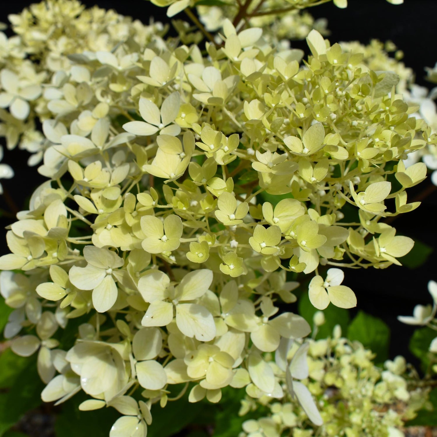 Hydrangea paniculata 'Phantom' - Height 25-35cm -  5lt