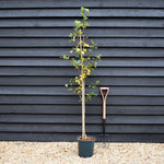 Crataegus Persimilis 'Prunifolia' | Broad-leaved Cockspur Thorn - Height 100-120cm - 12lt