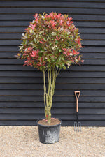 Photinia Red Robin | Christmas berry 'Red Robin' - Parachute - 250cm, 70lt