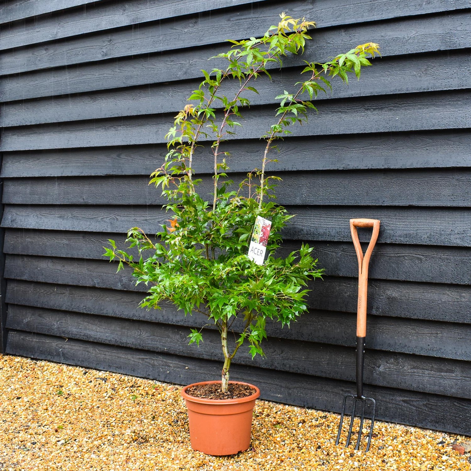 Acer palmatum 'Osakazuki' | Japanese Maple - Bushy - 120-160cm - 18lt
