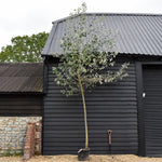 Populus alba | White Poplar Tree - Standard - Clear stem 160-170cm - Height 430-450cm - 55lt