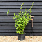 Corylus avellana 'Twister' | Corkscrew Hazel -Shrub - Height 150-160cm - 15lt