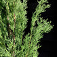 Italian Cypress | Cupressus sempervirens Totem - 50cm - 5lt