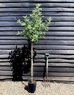 Apple tree 'Idared' | Malus domestica - 150-160cm - 10lt