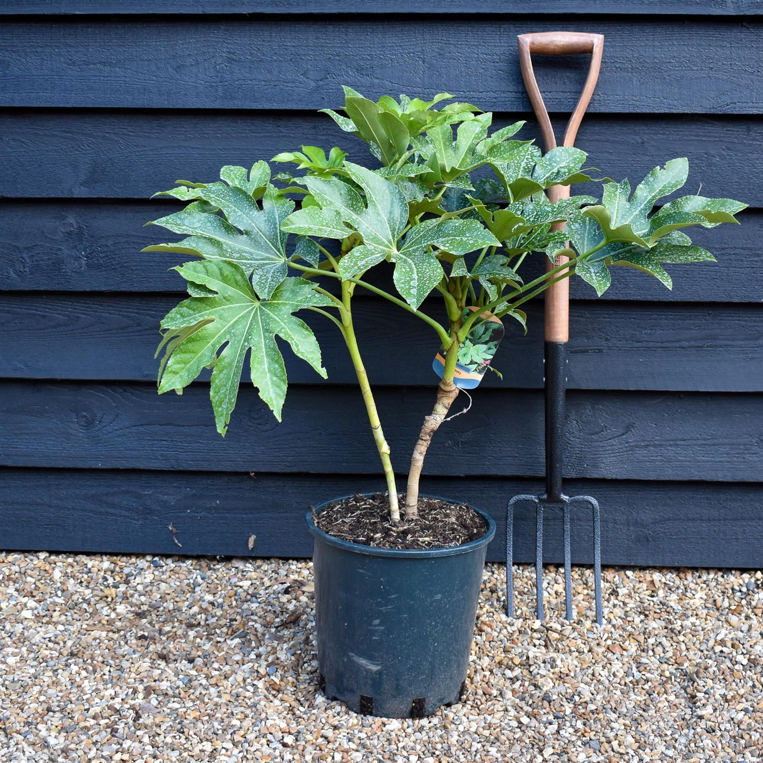 Fatsia japonica (Japanese aralia) - Height 50-80cm -12lt