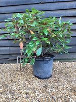 Viburnum davidii - 75-80cm, 30lt