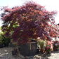Acer palmatum 'Garnet' | Garnet Japanese Maple - Girth 34cm - 350-360cm - 600lt