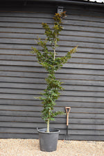 Fagus Sylvatica Purpurea | Copper Beech - Girth 8-10cm - Height 280-300cm - 70lt