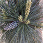 Pinus x schwerinii 'Wiethorst' |Schwerin's pine 'Wiethorst' - Height 80-90cm - Width 40-50cm - 18lt