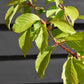 Weeping Cherry | Prunus Pink Cascade - 180-220cm - 12lt