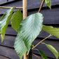 Birch Grayswood Ghost | Betula utilis - 150-180cm -  10lt