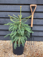 Classic Christmas Tree - Norway Spruce - Pot Grown | Picea abies - Height 60-80cm - 10lt