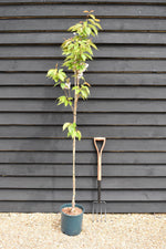 Prunus Pink Perfection | Flowering Cherry 'Pink Perfection' - 200-250cm, 10lt