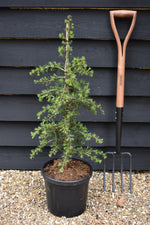 Cedrus libani 'Dino' | Cedar of Lebanon 'Dino' - Height 60-70cm - Width 30-40cm - 8lt