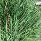 Pinus Nigra Green Tower - Height 75cm - Width 40-60cm - 11lt