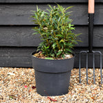 Sweet Box | Sarcococca hookeriana Purple Gem | Sweet Box - Height 30-40cm - Shrub - 10lt