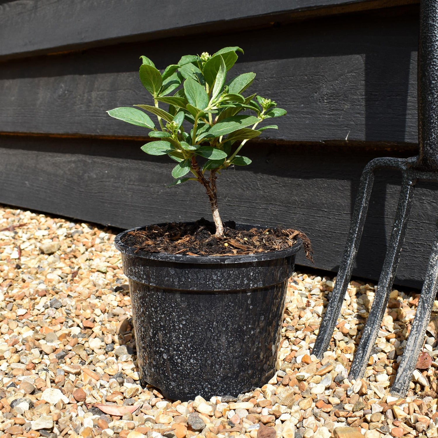 Hydrangea paniculata 'Polestar' - Height 15-25cm - Bushy -2lt