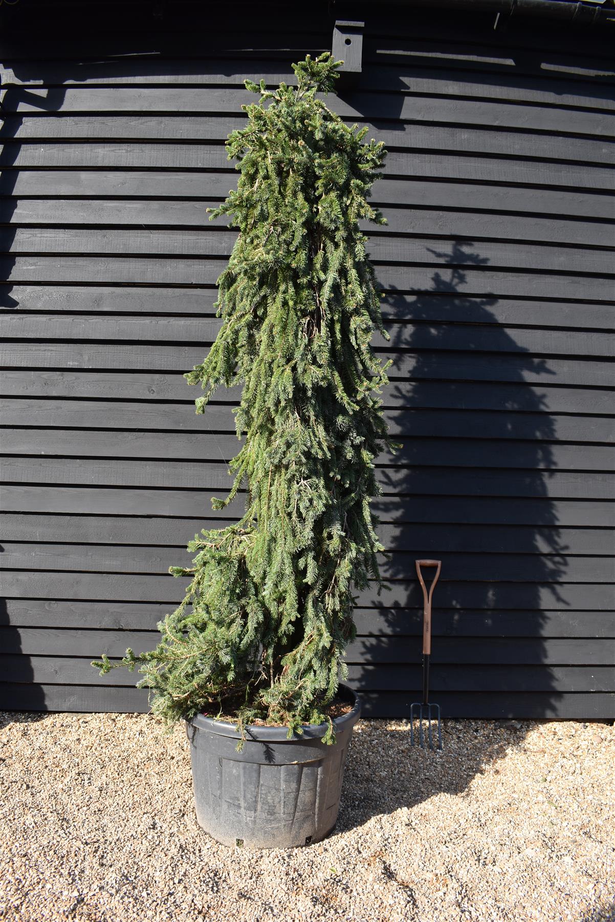 Picea abies 'Inversa' / Pendula| Norway spruce - Height 250-260cm - 150lt
