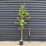 Crataegus laevigata 'Crimson Cloud' - Height 170cm-190cm - 12lt