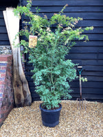 Acer palmatum 'Katsura' | Katsura Japanese Maple Bushy - Height 200-230cm - 35lt