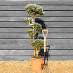 Olive Tree | Olea Europea - S-Shape Cloud - Height 120-130cm - 20lt