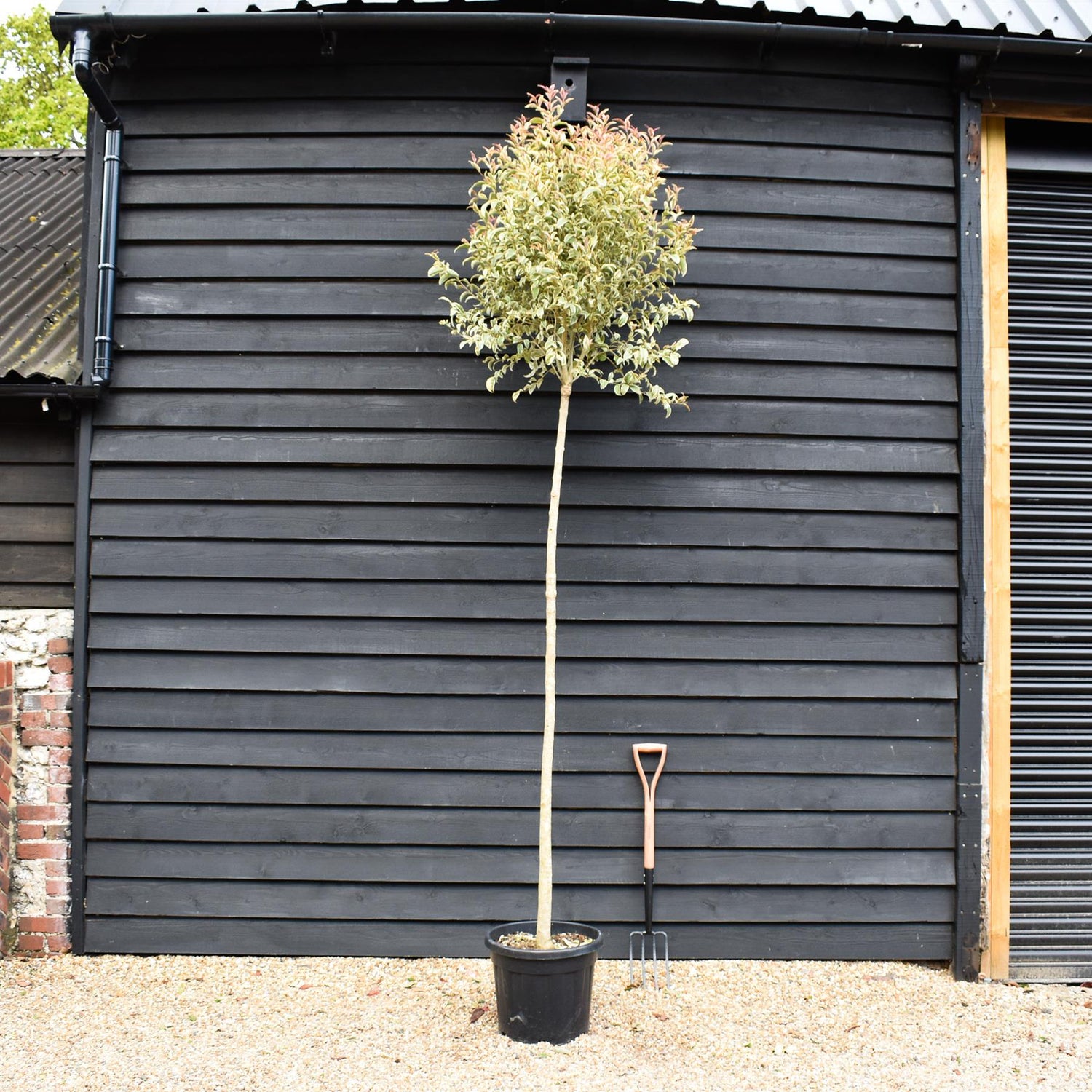 Ligustrum lucidum - Standard - Girth 8-10cm - Height 260-275cm - 35lt