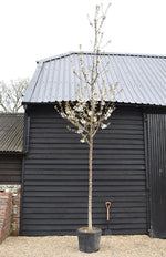 Prunus avium | Wild Cherry Mature Tree - Mature - Girth 28-30cm - Height 550-600cm - 130lt