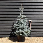 Picea pungens Edith| Colorado Blue Spruce - Height 130-140cm - 35lt