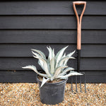 Agave Spectabilis Mediospicta Alba | Century Plant Mediospicta Alba - Height 40-50cm - 15lt