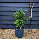 Cherry Laurel 'On fire' | Prunus laurocerasus On Fire -Height 50-60cm - 12lt