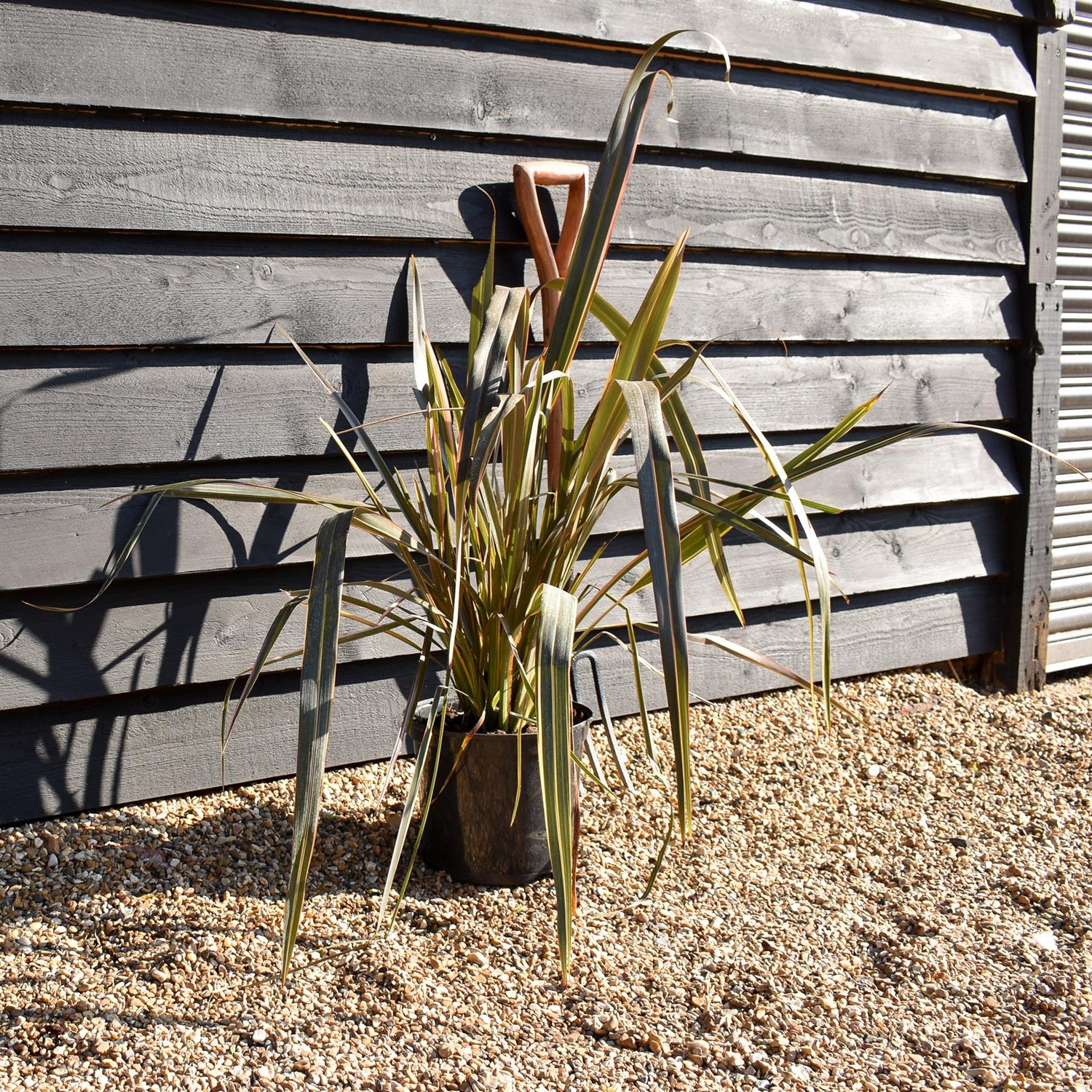 Phormium tenax 'Sundowner' - Height 40-60cm - 7.5lt