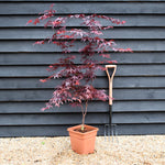 Japanese maple 'Red Emperor' | Acer palmatum - Height 130-150cm - 18-20lt