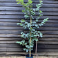 Parrotia persica | Iron Tree - 170-200cm - 12lt