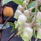 Arbutus Unedo Compacta | Strawberry Tree - Shrub - 90-110cm - 12lt