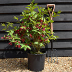 Weigela Apple Blossom - Height 50-70cm -10lt