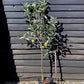 Apple tree 'Katy' | Malus domestica - MM106 - Semi-Dwarfing - 150-160cm - 10lt