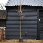 Taxodium distichum | Bald Cypress - Standard - Clear Stem 180-190cm - Girth 12-14cm - Height 380-400cm - 70lt