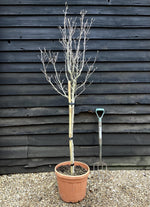 Magnolia Susan - Half Standard - 160-200cm - 30lt