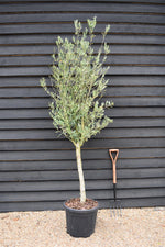 Olive Tree | Olea Europea 1/2 Std Girth 17-23cm - 200-220cm, 45lt