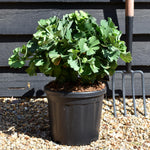 Ginkgo biloba 'Troll' | Maidenhair Tree - Bushy - Height 30-40cm - 7.5lt