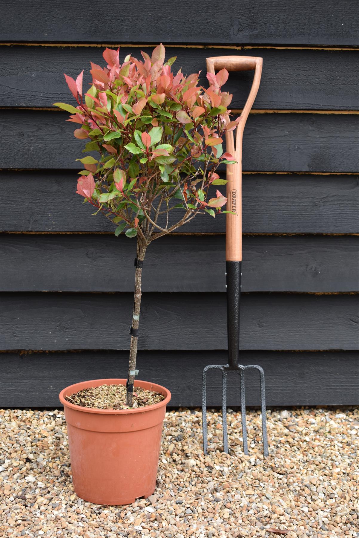 Photinia x fraseri Little Red Robin | Christmas berry - Small Tree/Shrub - Clear ministem 40cm - Height 80-90cm - 7lt