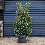 Camellia sasanqua ' Cleopatra' - Large Shrub - Pink - Height 280-300cm - 110lt