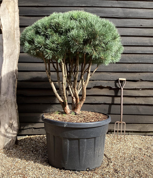 Pinus sylvestris 'Watereri' | Scots pine - Multistem - Parachute - Huge - Unique -  140-175cm - 230lt